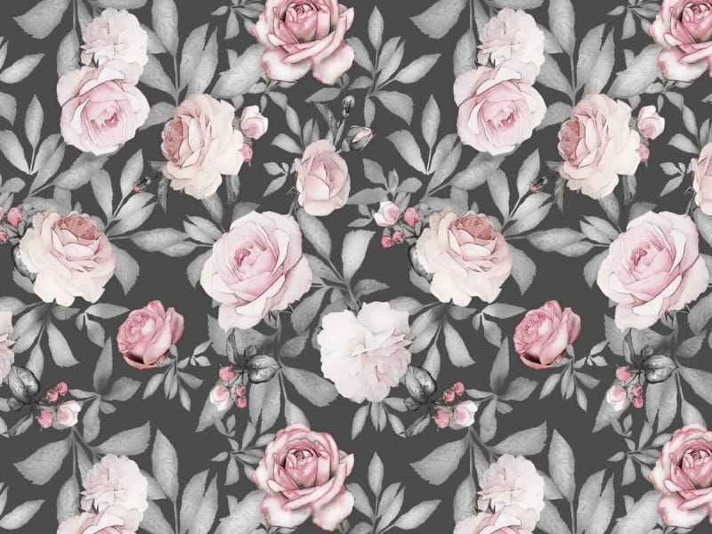 Fototapeta Samtpuderrosen