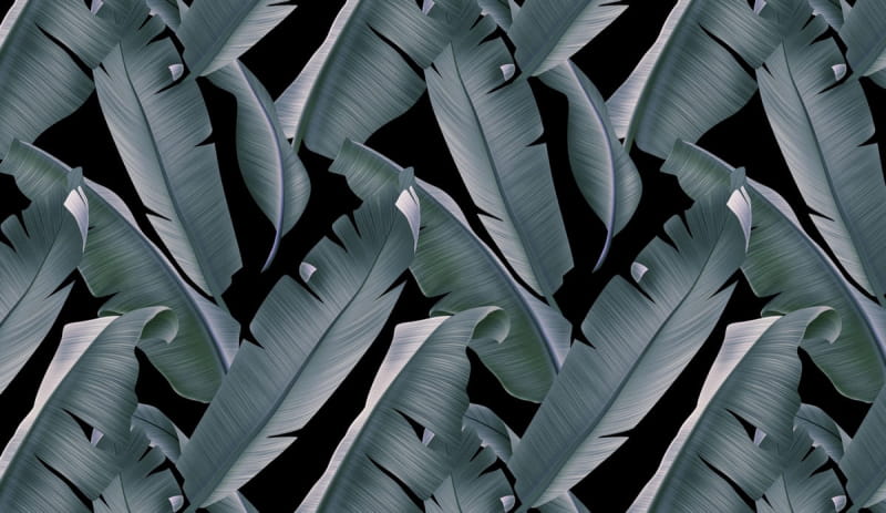 Fototapeta Dunkle Bananenblätter