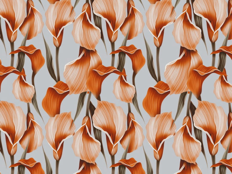 Fototapeta Orangefarbene Callas