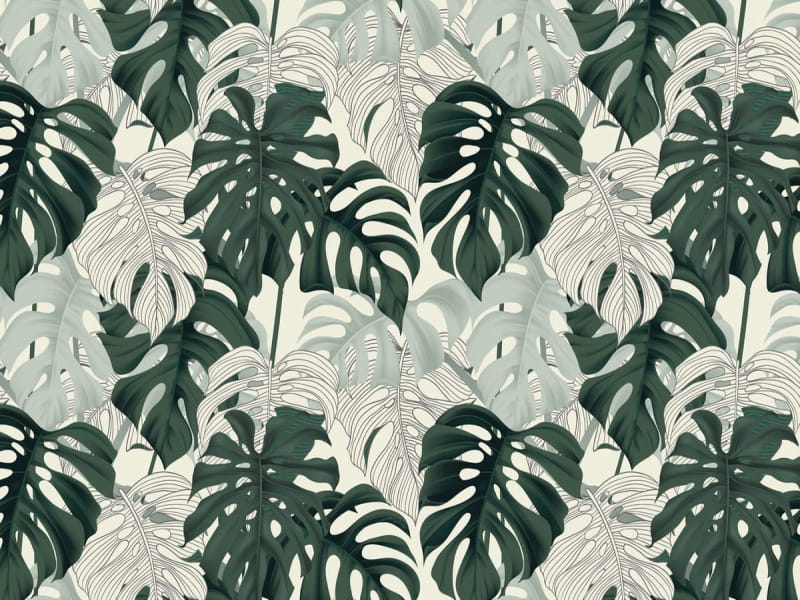 Fototapeta Zartes Monstera-Blatt