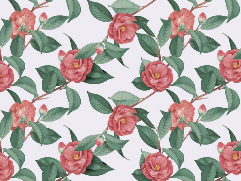 Fototapeta Üppige Rosen auf weißem Hintergrund