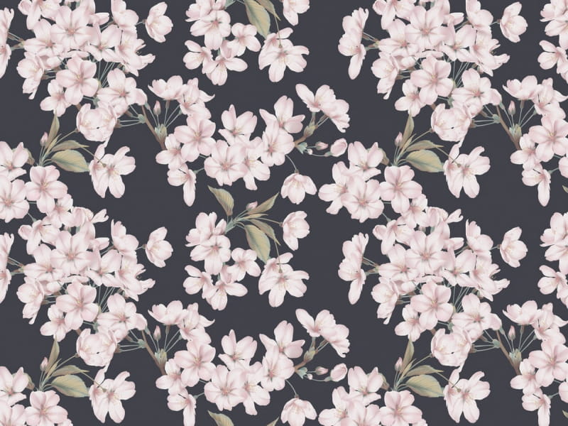 Fototapeta Wunderschöne Kirschblüten