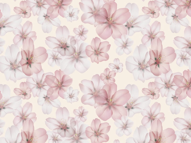 Fototapeta Anmutige Blüte