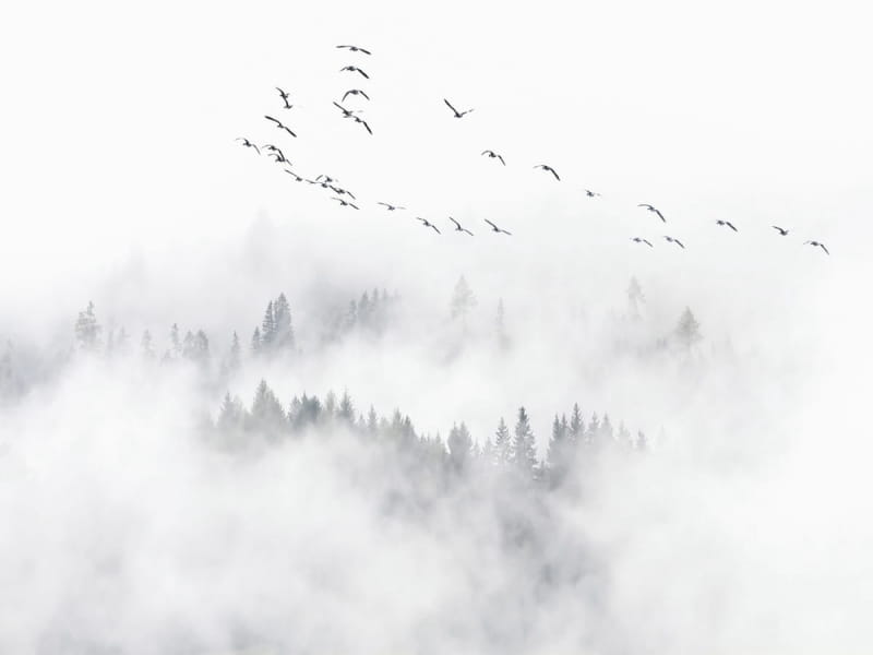 Fototapeta Scharen Sie über den nebligen Wald