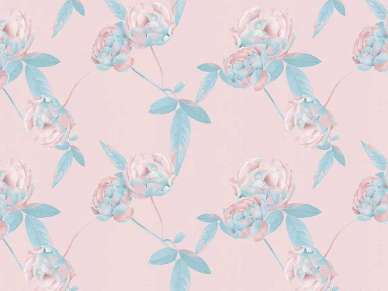 Fototapeta Wunderschöne Rosen im Morgengrauen