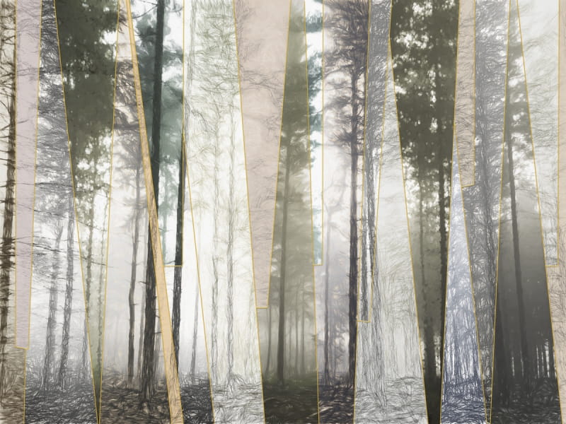 Fototapeta Nadelwald