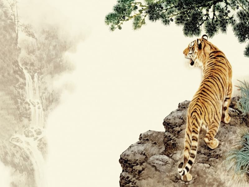 Fototapeta Wilder Tiger
