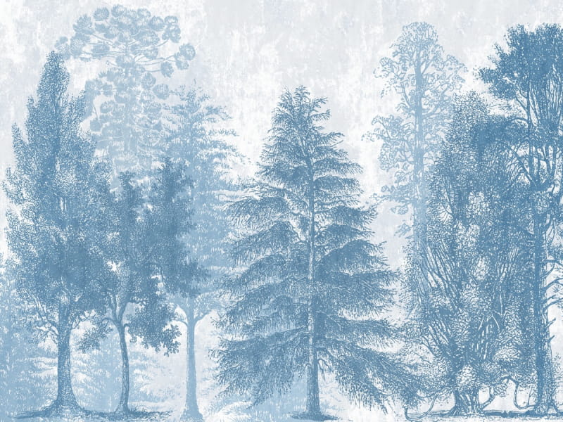 Fototapeta Hellblauer Wald