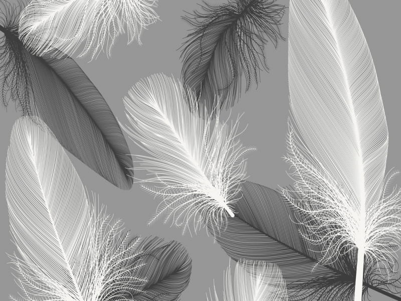 Fototapeta Fliegende Federn