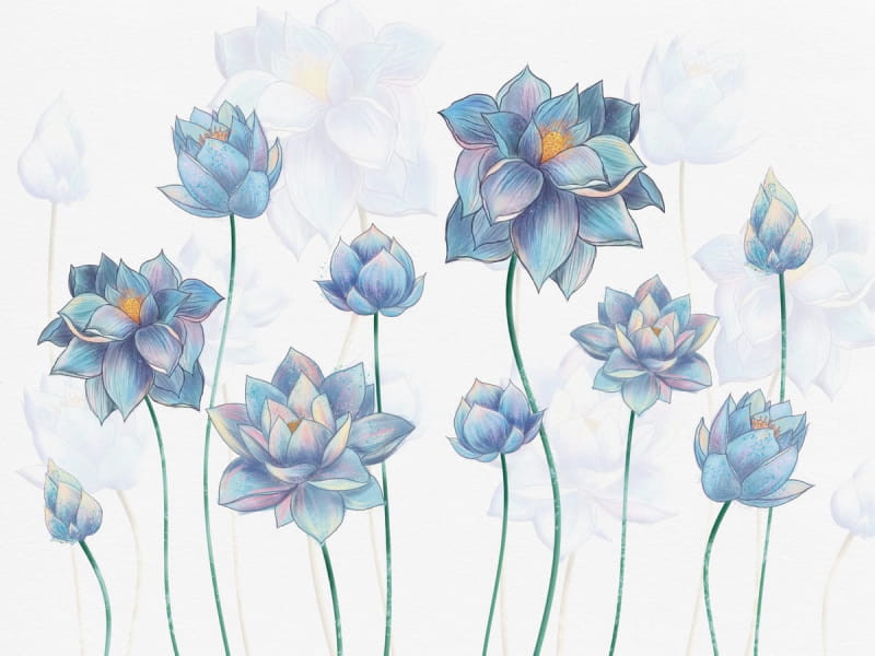 Fototapeta Blau blühender Lotus