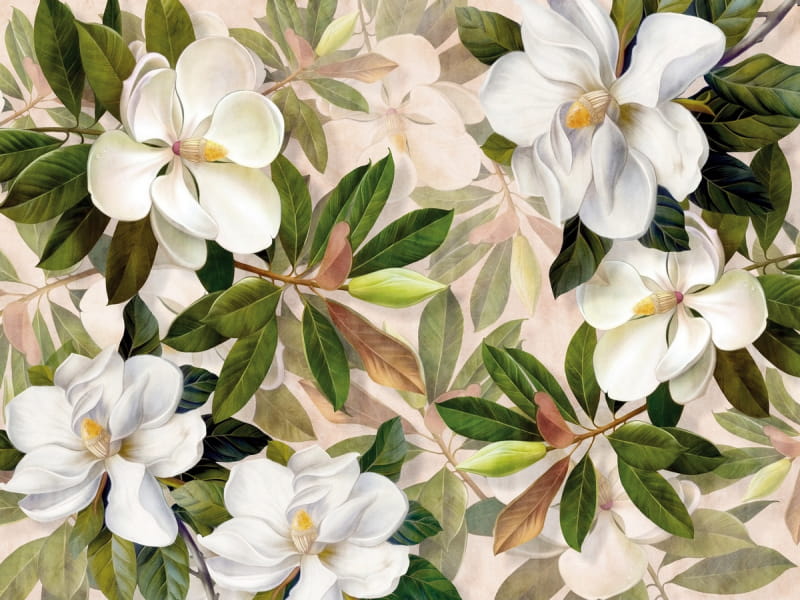 Fototapeta Magnolienweiß