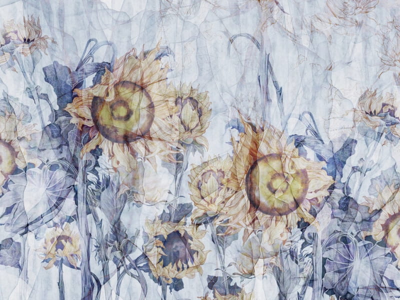 Fototapeta Wunderschöne Sonnenblumen