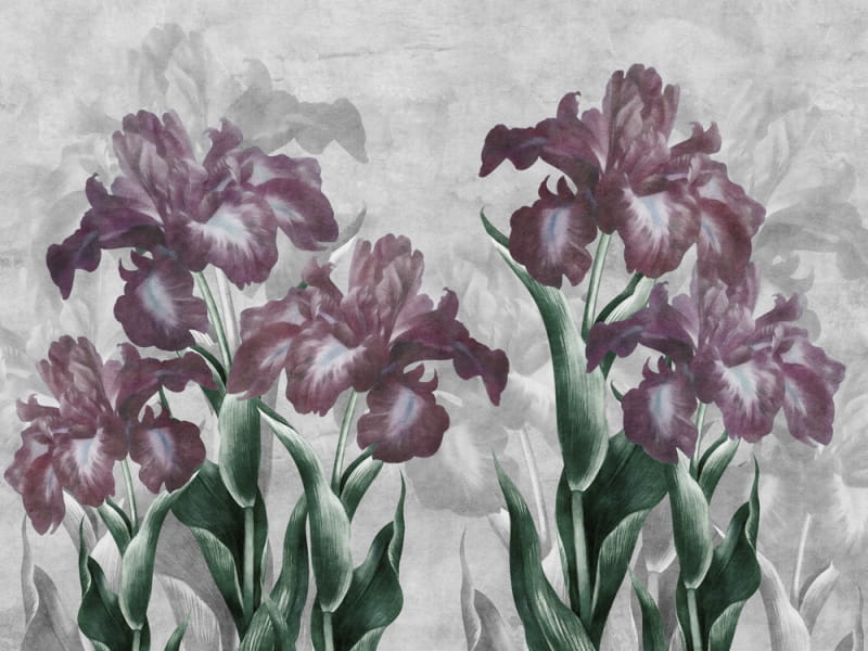 Fototapeta Iris