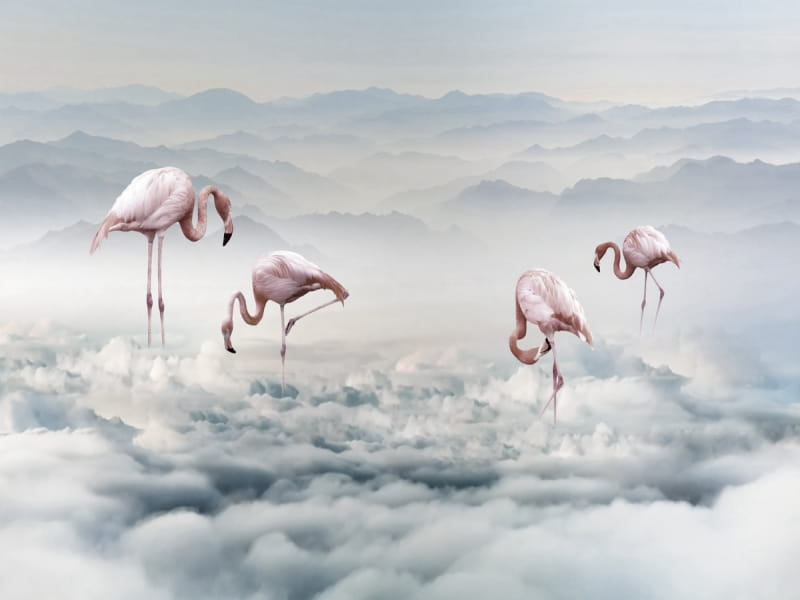 Fototapeta Exotische Flamingos