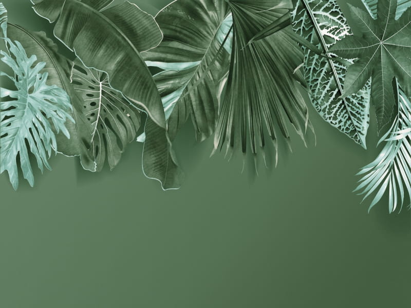 Fototapeta Grüne tropische Blätter