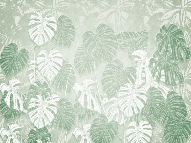 Fototapeta Grünes Monstera-Blatt