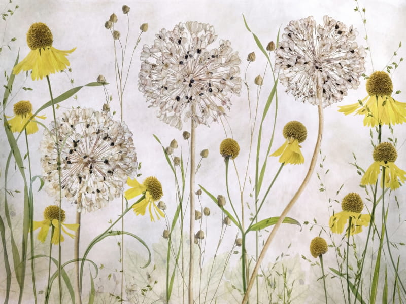 Fototapeta Wunderschönes Blumenfeld
