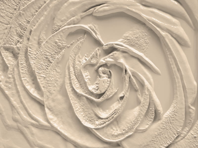 Fototapeta Porzellanrose