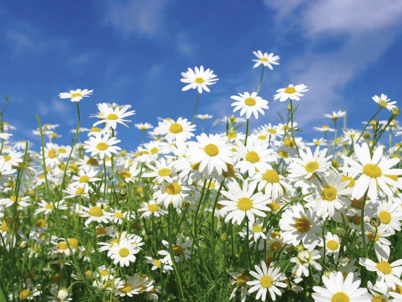 Fototapeta Helle Gänseblümchen