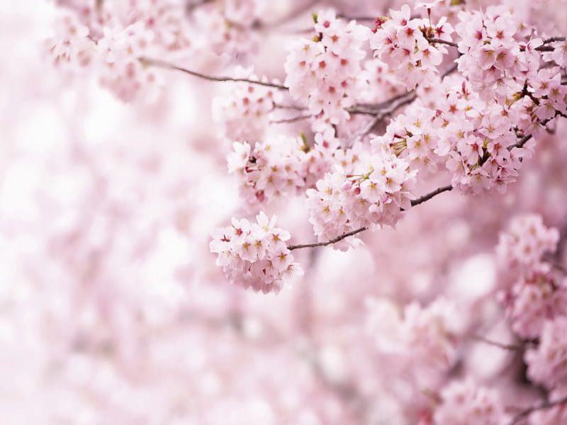 Fototapeta Sakura-Blumen