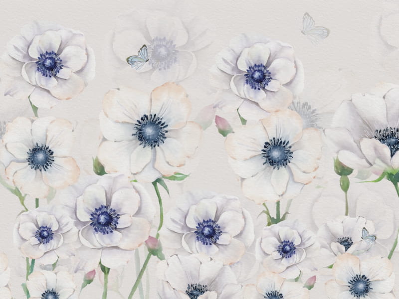 Fototapeta Weiße Anemonen