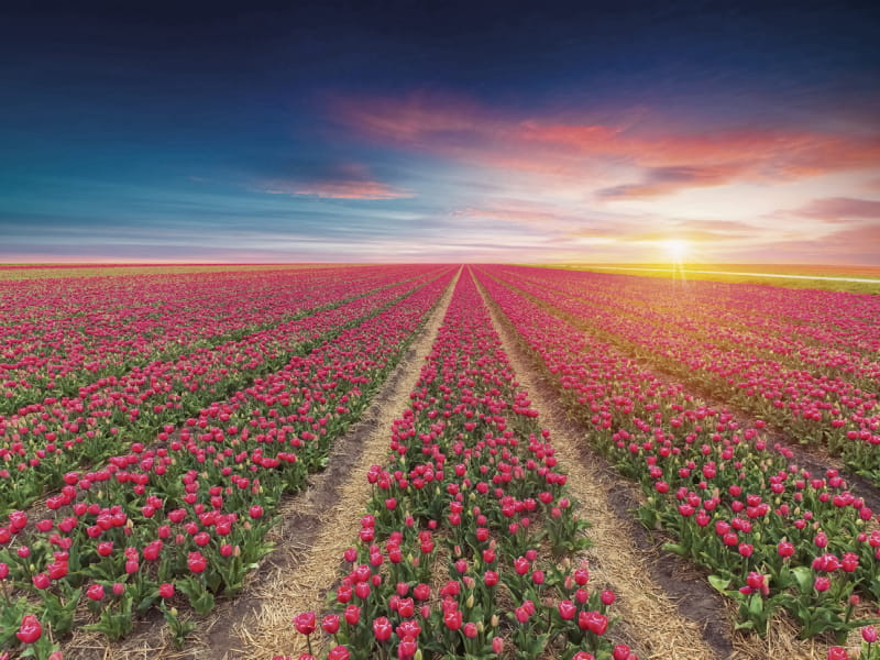 Fototapeta Blühendes Tulpenfeld