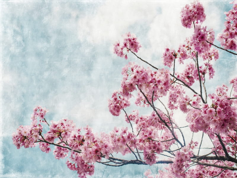 Fototapeta Zarte Sakura