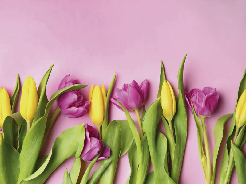 Fototapeta Helle Tulpen