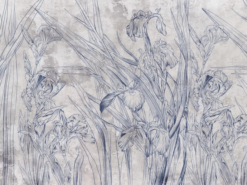 Fototapeta Helle Iris