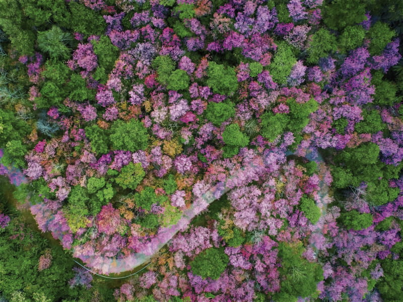 Fototapeta Japanische Kirschblüten 
