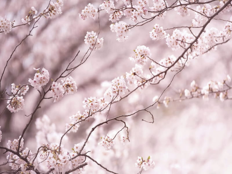 Fototapeta Sakura-Rosa