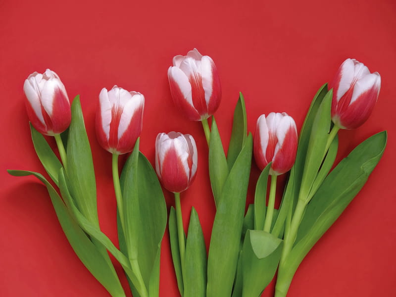 Fototapeta Niederländische Tulpen