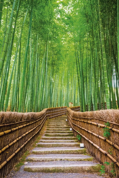 Fototapeta Bambuswald in Kyoto