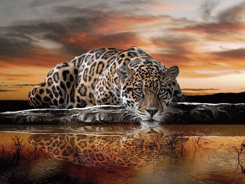 Fototapeta Wilder Leopard
