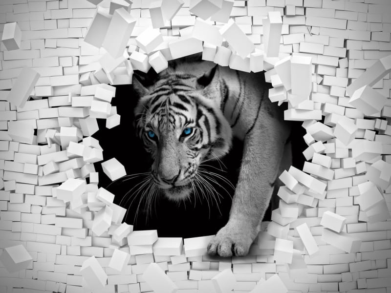 Fototapeta Tiger 3D