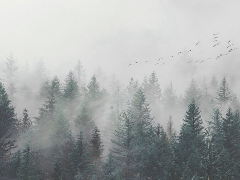Fototapeta Grüner nebliger Wald