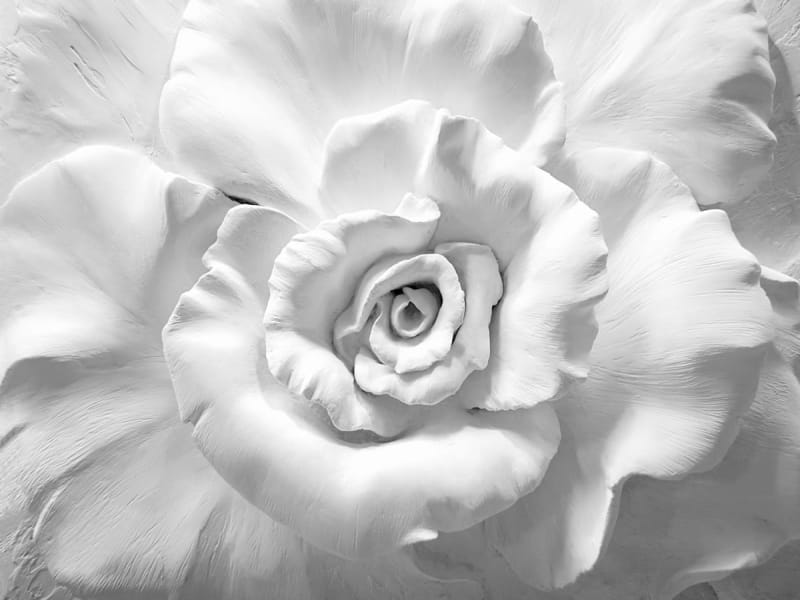 Fototapeta Weiße Rose 3D
