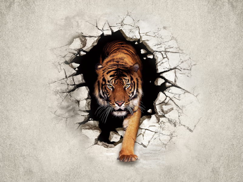Fototapeta Bengalischer Tiger 3D