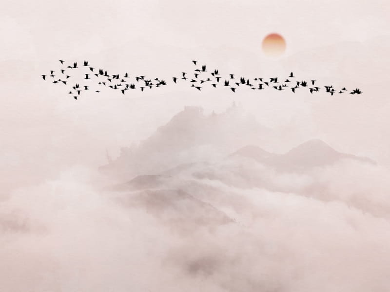 Fototapeta Vogelschwarm bei Sonnenuntergang