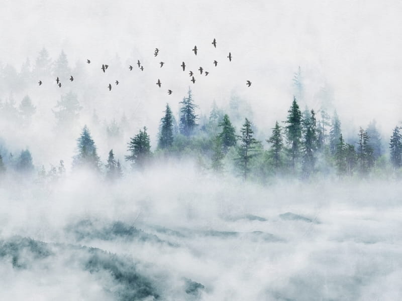 Fototapeta Nebliger Kiefernwald