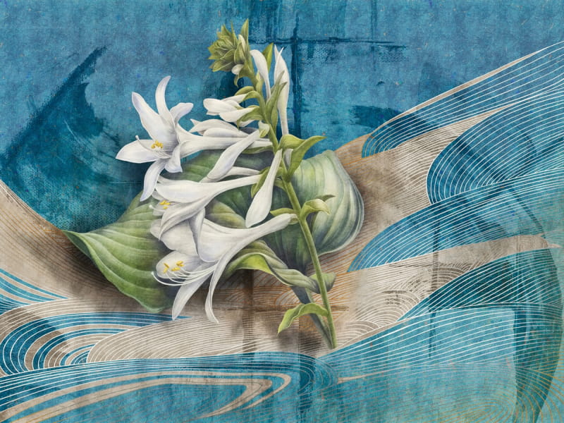 Fototapeta Zarte Lilienblüten