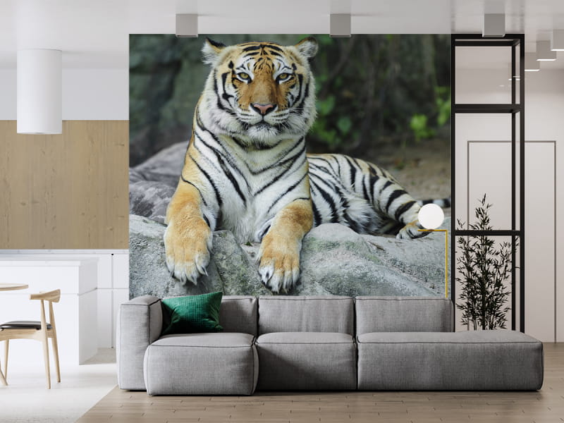 Fototapeta Mächtiger Tig we wnętrzu salonu