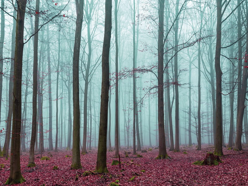 Fototapeta Blau links