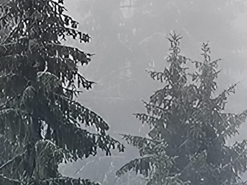 Fototapeta Da sind Weihnachtsbäume drin fragment # 1