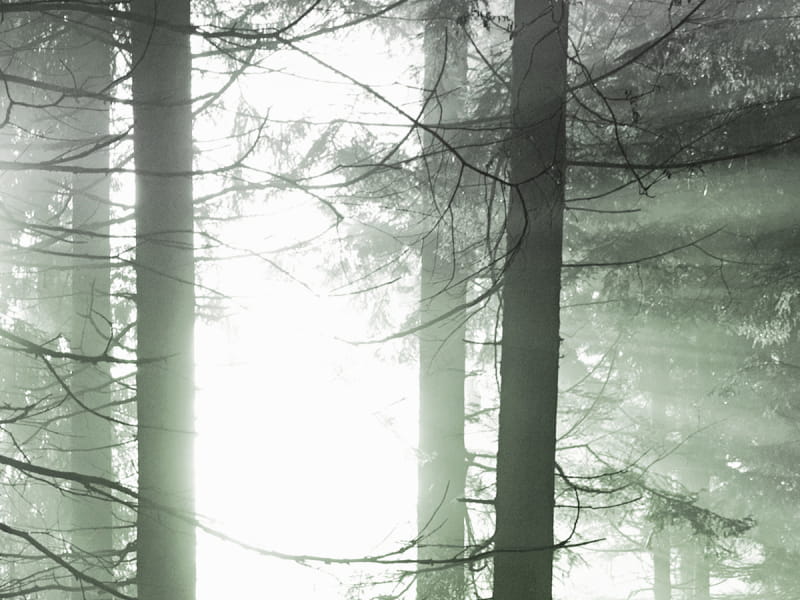 Fototapeta  Sonnenlicht fragment # 1