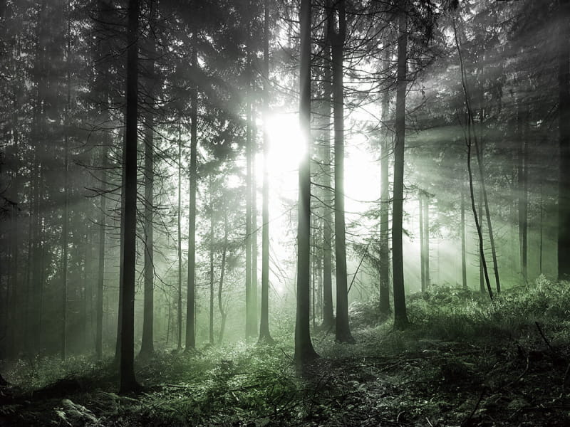 Fototapeta  Sonnenlicht
