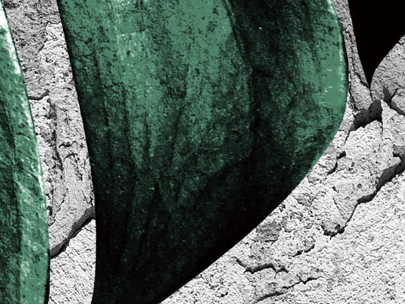 Fototapeta Monstera auf Beton fragment # 1