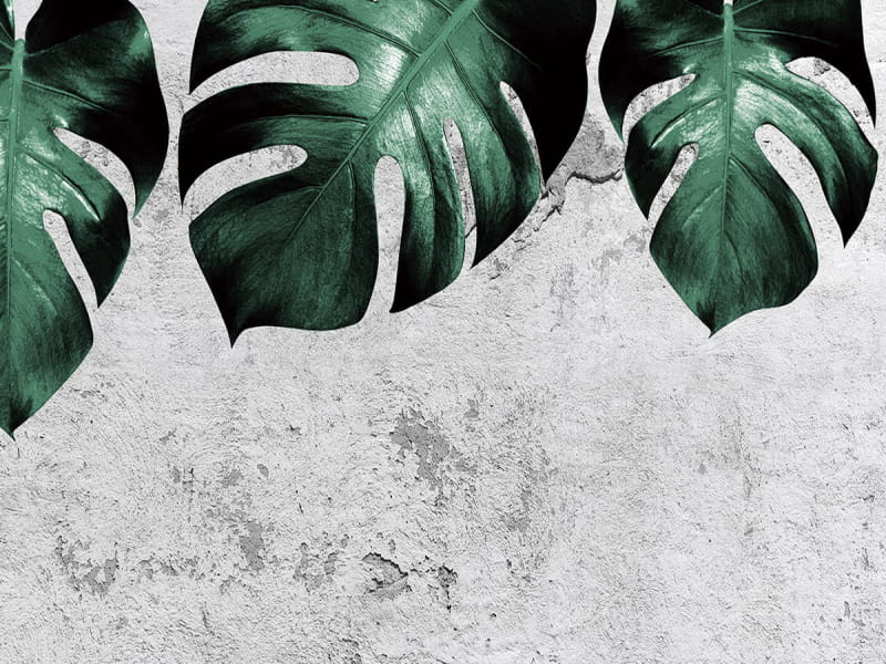 Fototapeta Monstera auf Beton