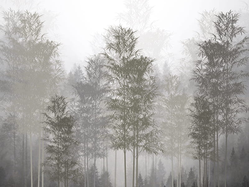 Fototapeta Nebliger Bambuswald