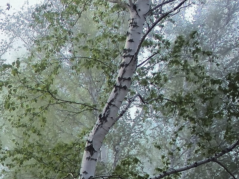Fototapeta 3D-Birke fragment # 1